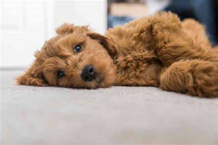 Do Goldendoodles Have Stomach Problems