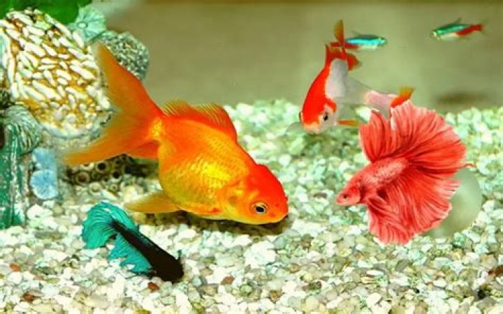 Do Goldfish Feel Alone? How to Introduce a New Tank Mate