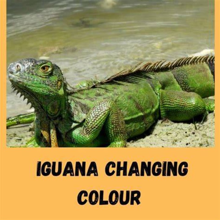 Do Iguanas Change Color? 5 Reasons & Meaning