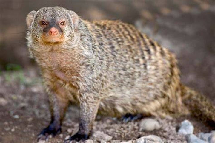 Do Mongooses Make Good Pets? What You Need to Know