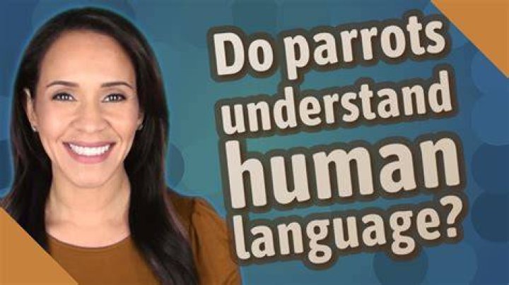 Do Parrots Understand the Human Language? Facts & FAQ