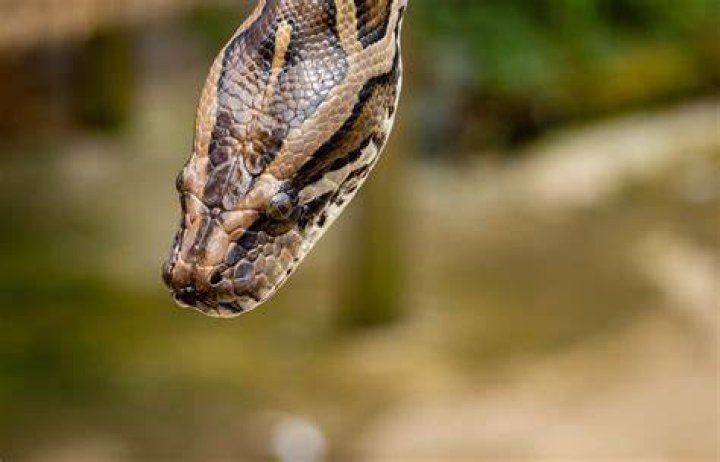 Do Snakes Attack and Eat Rabbits? Vet-Approved Safety Information