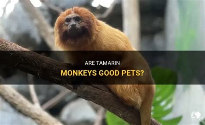 Do Tamarin Monkey Make Good Pets? Facts & FAQ