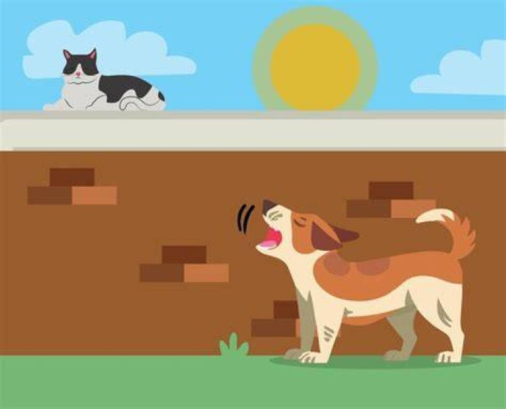 Dog Barking at Cat
