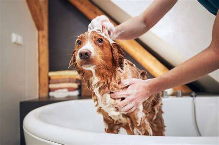 dog bath