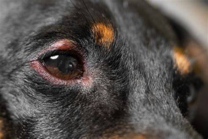 Dog Eye Problem