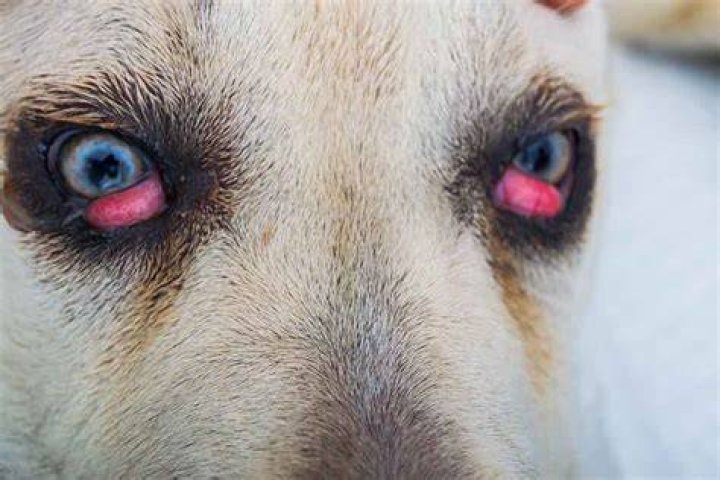 dog eyes infection