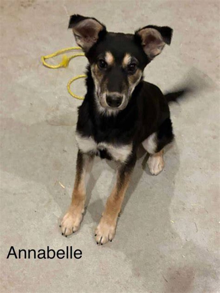 Dog for Adoption *ANNABELLE BRONSTEIN, a Pit Bull Terrier in