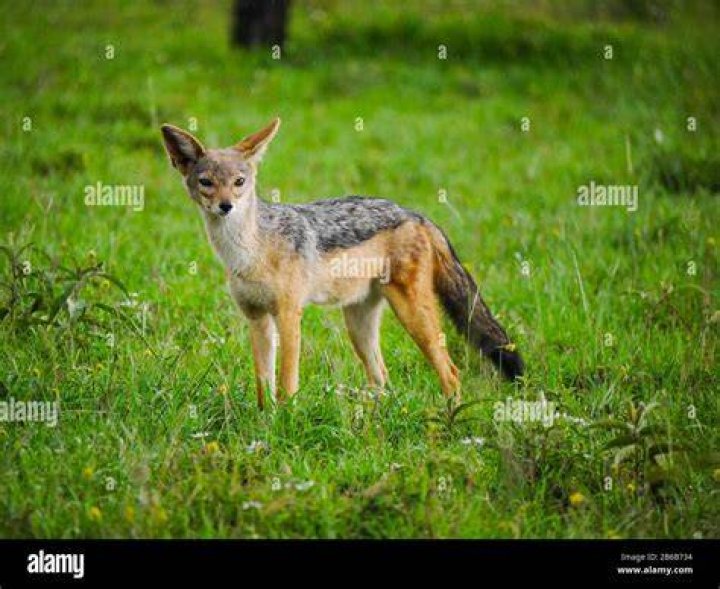 Dog, Mammal, Canidae, Photograph, Standing, Carnivore, Dog breed, Dalmatian, Non-Sporting Group, Great dane, Dog, Mammal, Canidae, Photograph, Standing, Carnivore, Dog breed, Dalmatian, Non-Sporting Group, Great dane,
