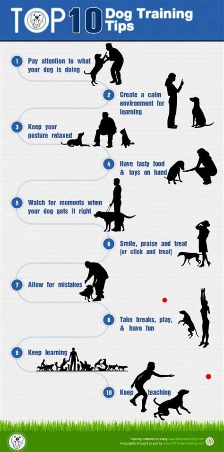 Dog Obedience Training: Expert Tips, Tricks & Methods