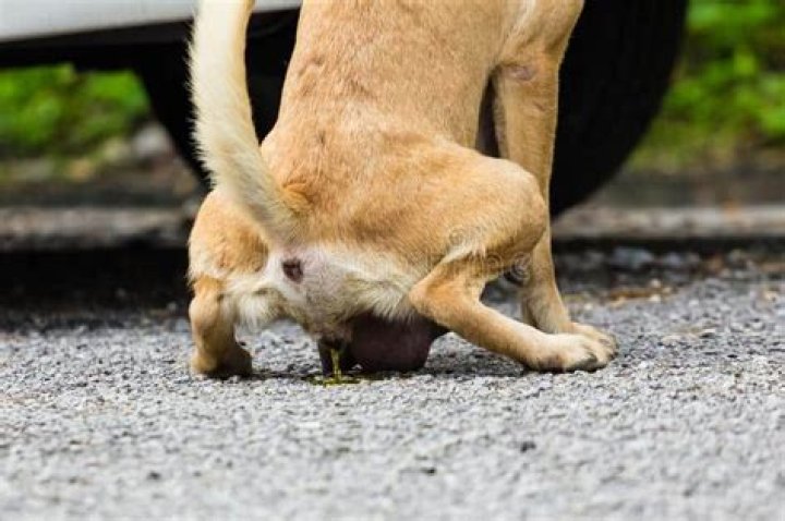 dog peeing on concrete
