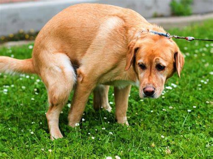 Dog Pooping