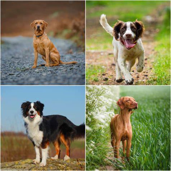 dog trainer_Luca Nichetti_Shutterstock