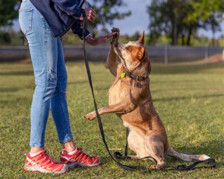 Dog training outdoor