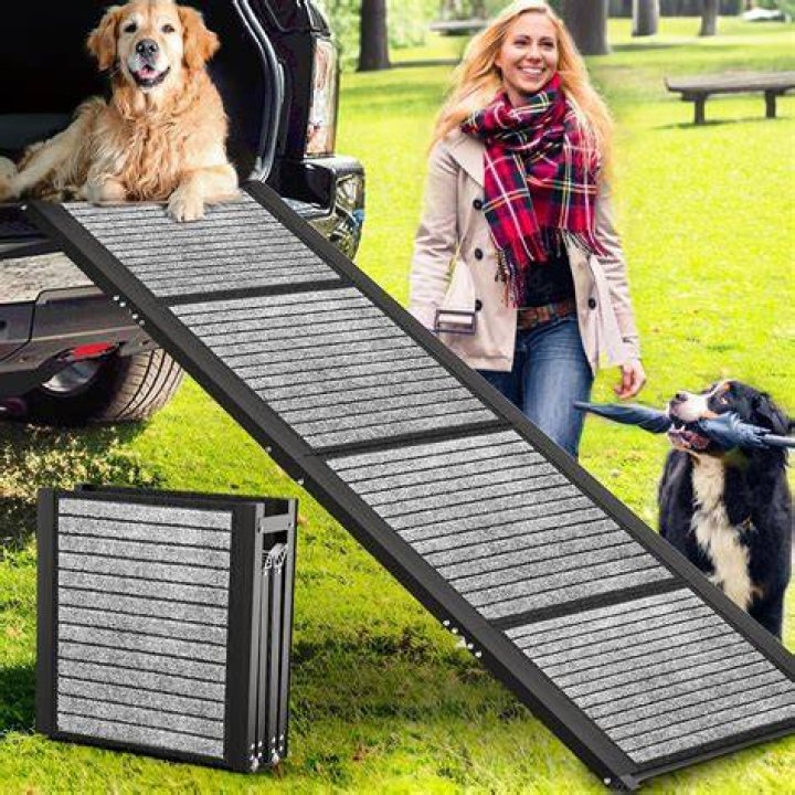 dog with car ramp