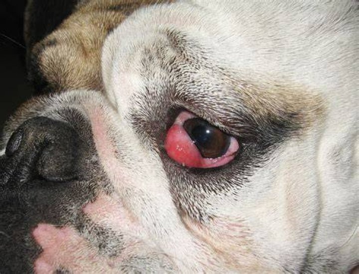 dog with cherry eye