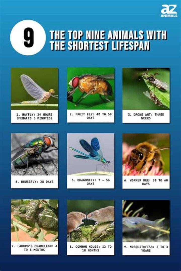 Dragonflies- 5th Shortest Lifespan Creatures In The World