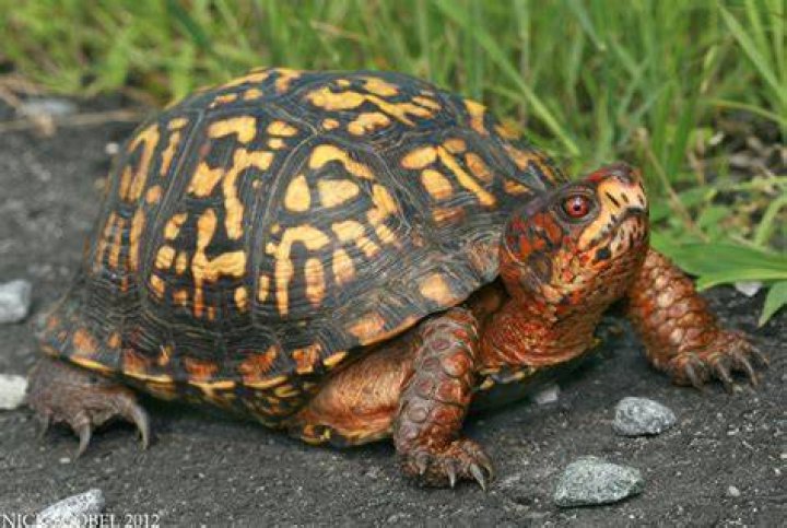 Eastern box turtle in Michigan