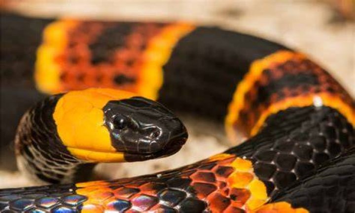 eastern coral snake on rock