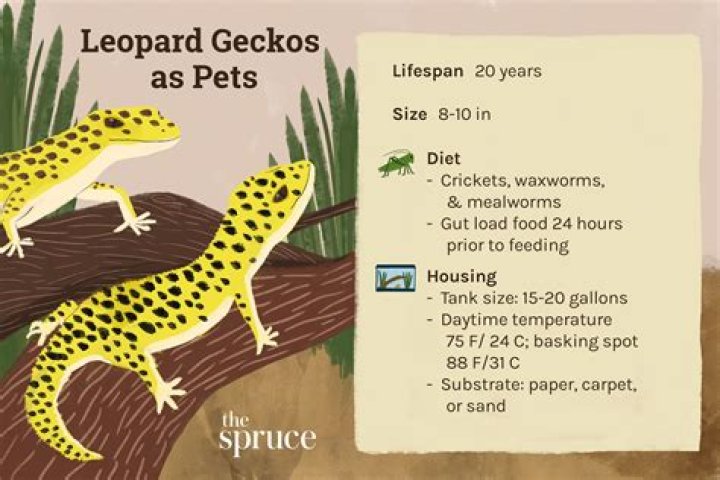 Eclipse Leopard Gecko: Facts, Info & Care Guide (With Pictures)