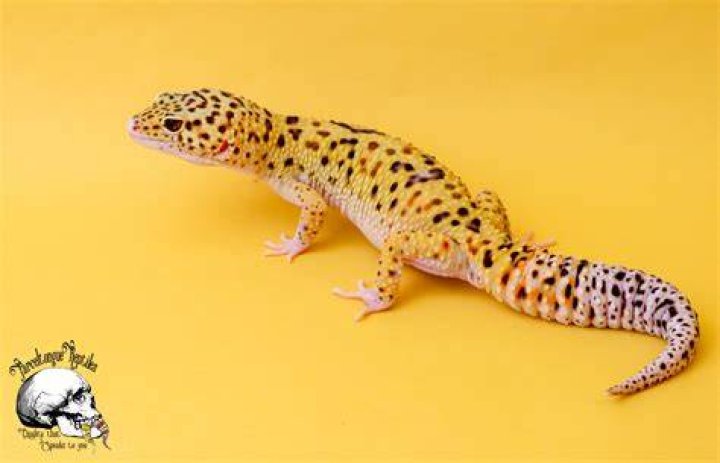 Eclipse Leopard Gecko on a white background