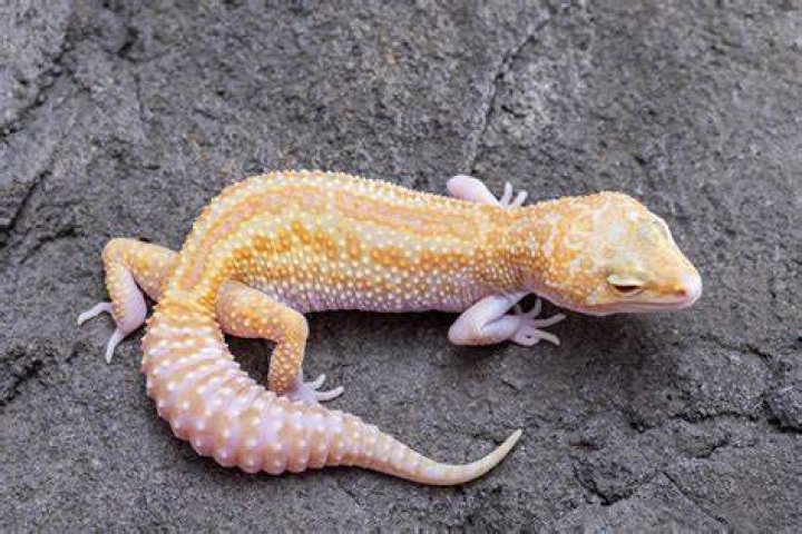 Eclipse leopard gecko