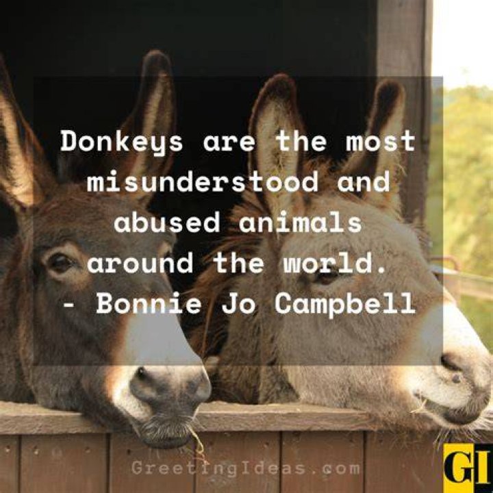 Eeyore Quotes: Wisdom From The Lovable Donkey