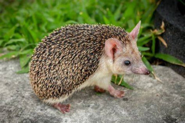 Egyptian Long-Eared Hedgehog: Facts, Pictures, Behavior & Care