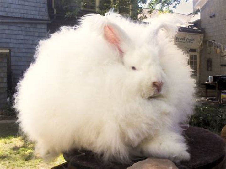 English angora rabbit sitting in the grass
