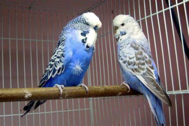 English Budgie Parakeet