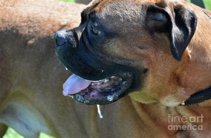 English Mastiff drooling