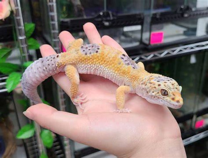 Enigma leopard gecko