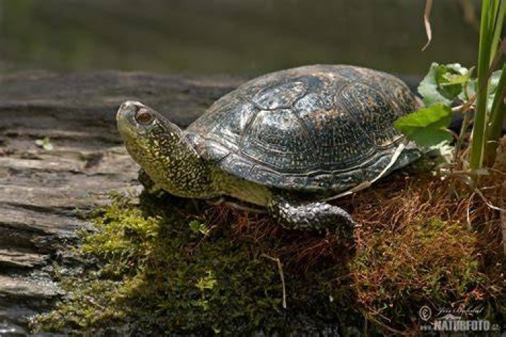 European pond turtle in rock