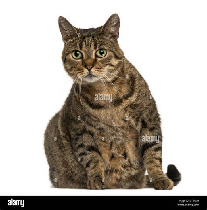 european shorthair cat sitting on rock