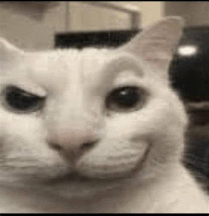 Eyebrow Cat: The Meme!