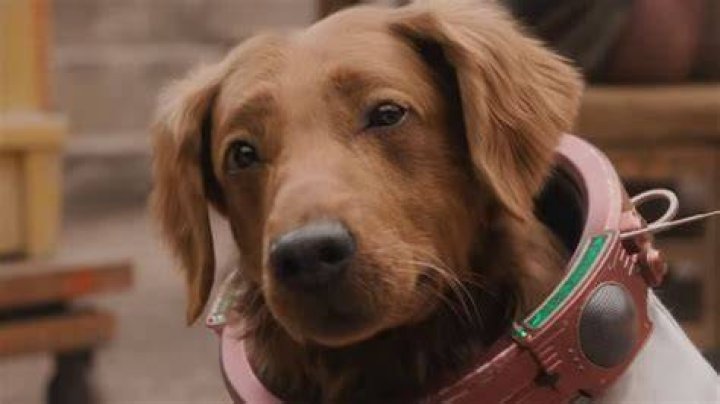 Fan Casting Bill Hader as Cosmo, the space dog in Guardians of the galaxy vol. 3 on myCast