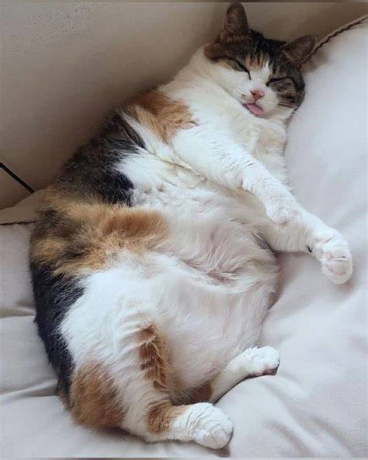 fat calico cat sleeping in the window perch