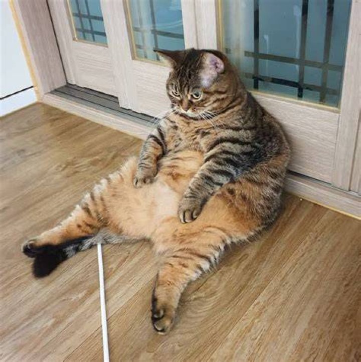 fat cat sitting on the grass