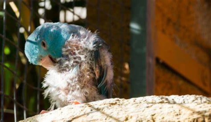 Feather Loss in Parrots: 6 Common Reasons & FAQ (Vet Reviewed)