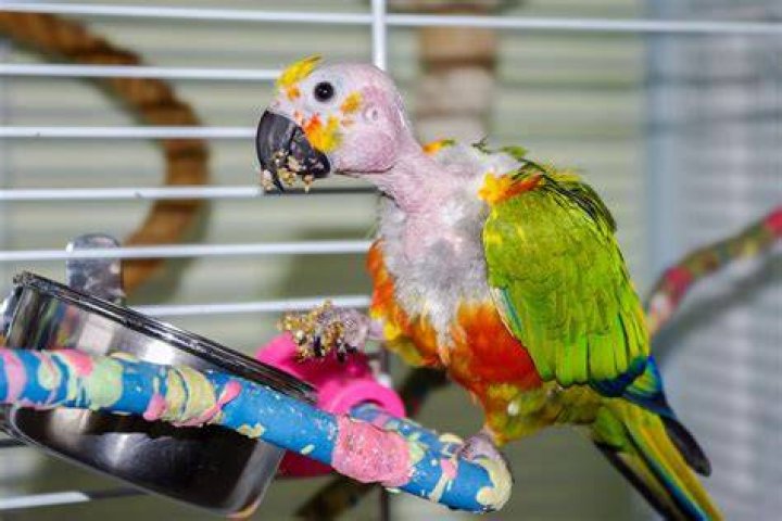 Feather Loss in Parrots