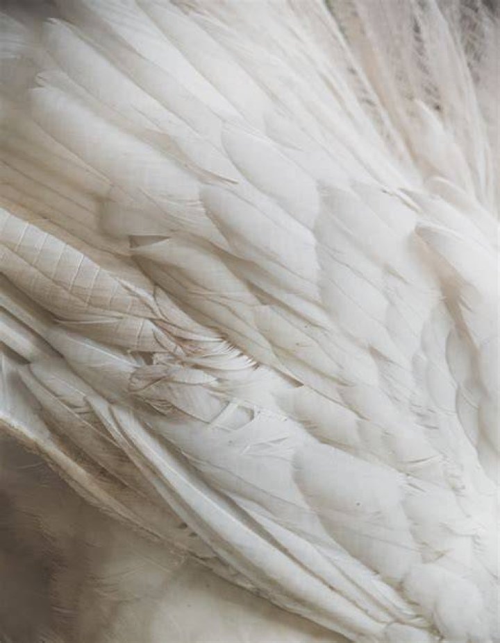 Feather, White, Wing, Beauty, Fashion, Headpiece, Photography, Fashion accessory, Headgear, Dress, 