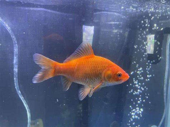 feeder goldfish