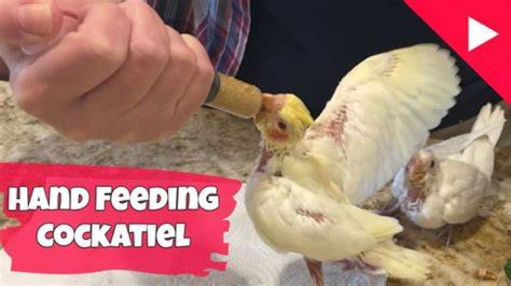 feeding a cockatiel