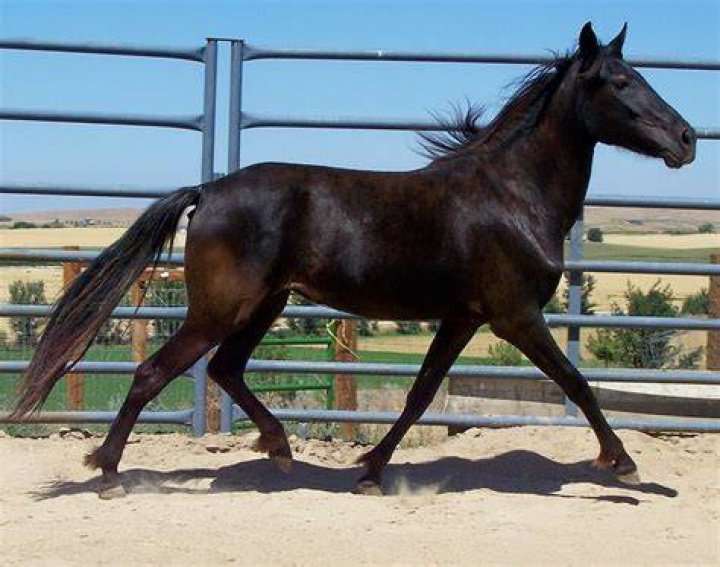 female endangered Spanish Barb horse brown and white