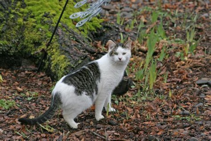 Feral cats in front of a mat curtain