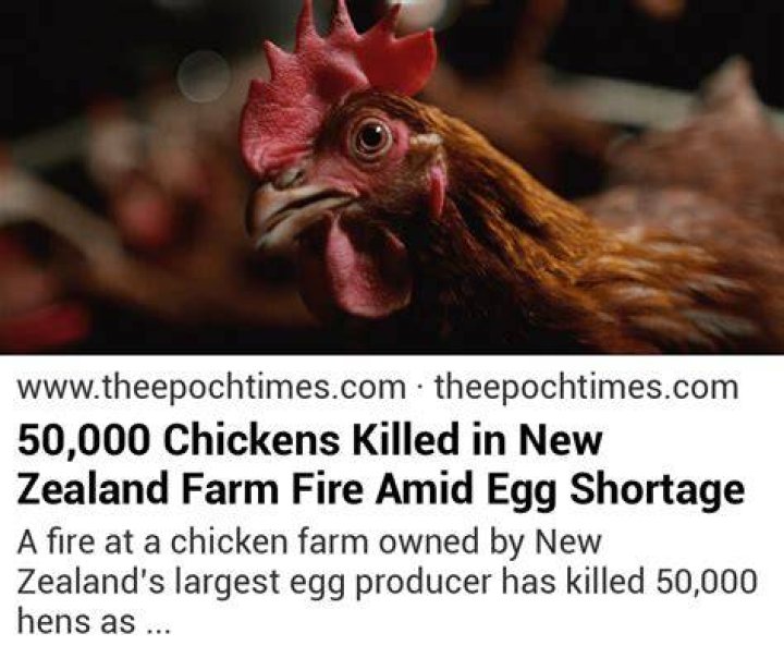 Fire at Waikato farm kills 50,000 chickens