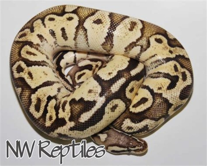 Firefly Ball Python Morph