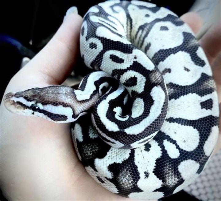 FIREFLY ball python
