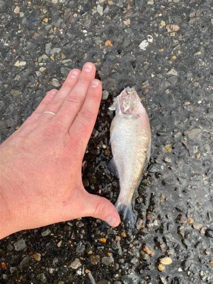 Fish fall from sky in rare weather phenomenon