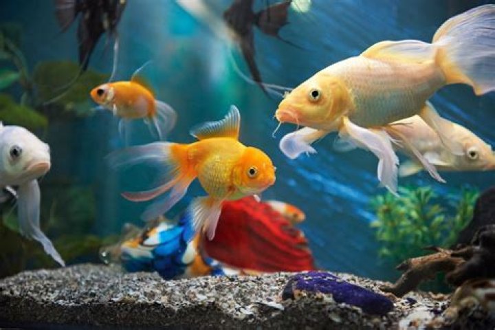 fish in aquarium 